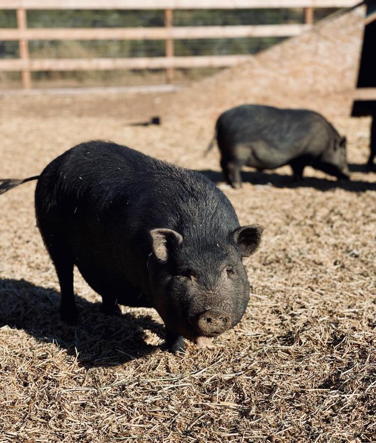 Rustic Farm Stay تيميكولا، ريفيرسيدي، كاليفورنيا المظهر الخارجي الصورة